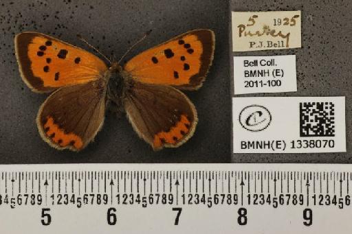 Lycaena phlaeas eleus (Fabricius, 1798) - BMNHE_1338070_145797