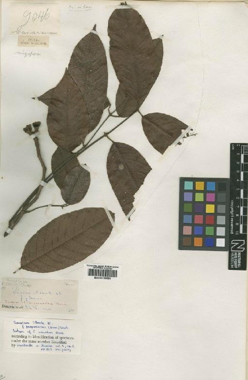 Canarium littorale f. purpurescens (Benn) Leenh - BM000798864