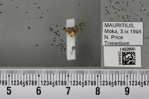 Ceratitis (Pterandrus) quilicii De Meyer et al., 2016 - BMNHE_1492890_43926