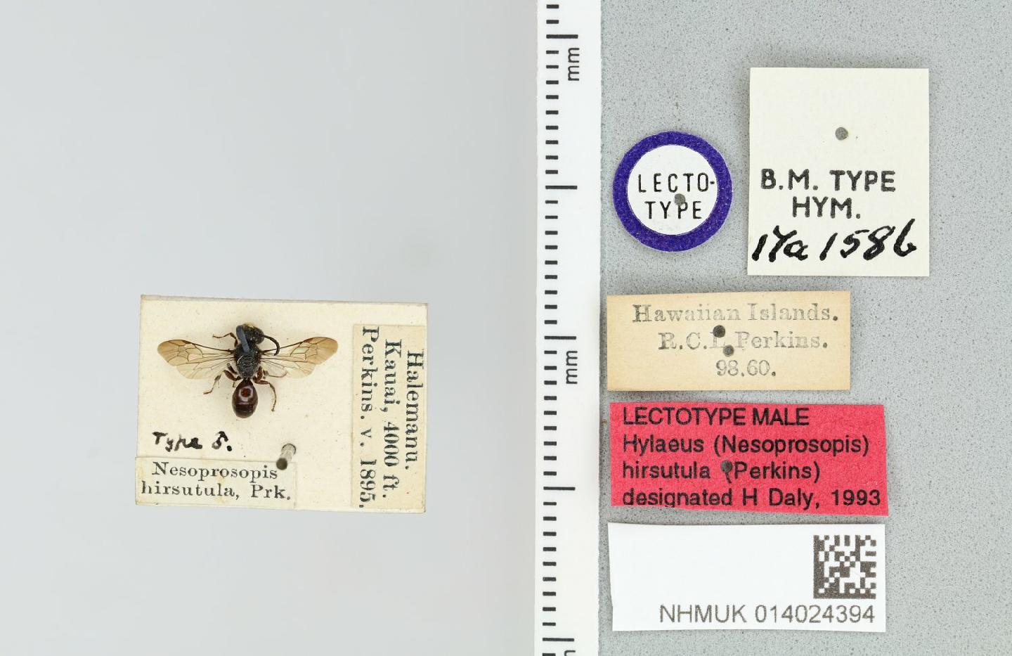 Hylaeus hirsutulus