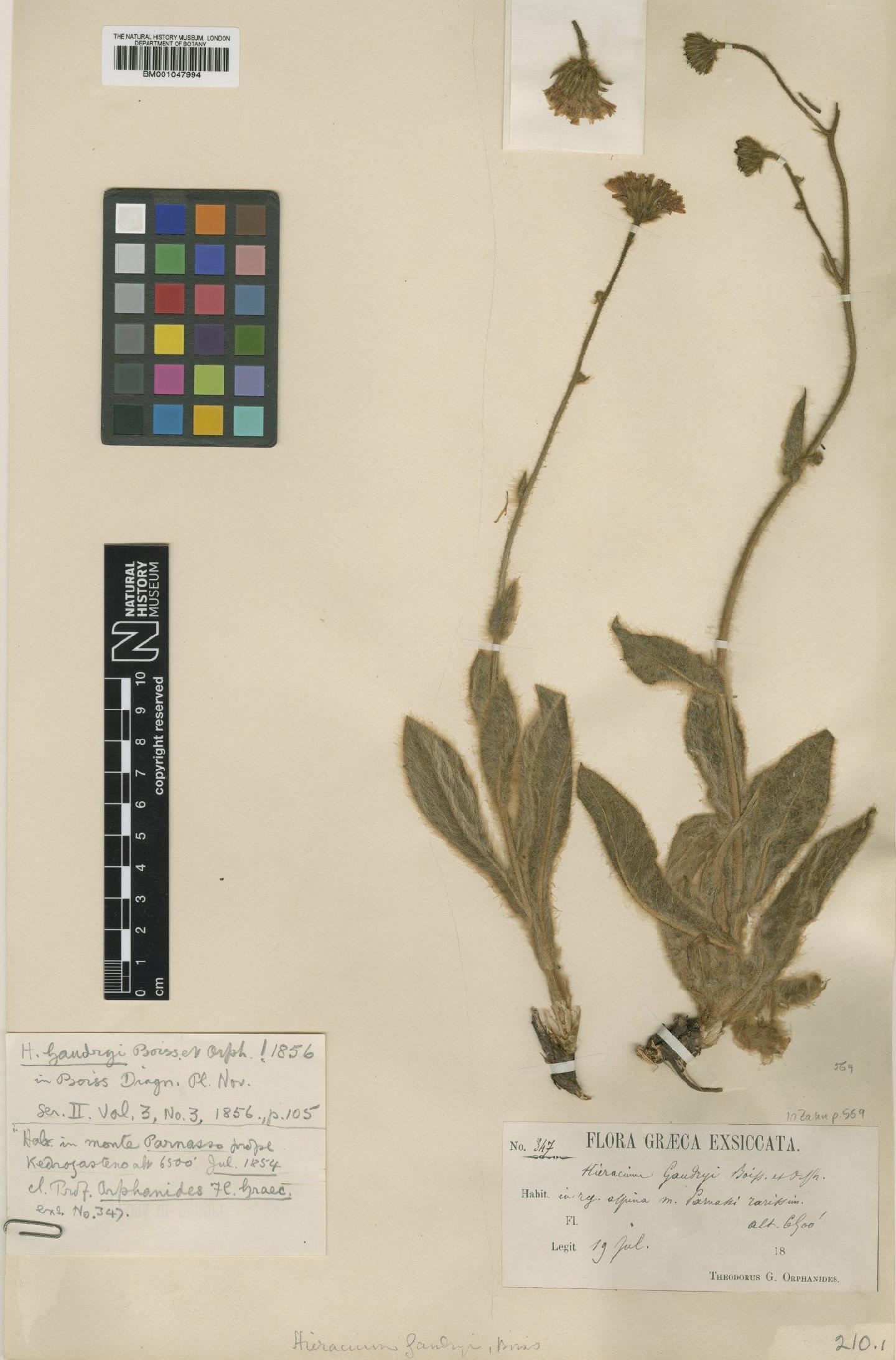To NHMUK collection (Hieracium gaudryi Boiss. & Orph.; Type; NHMUK:ecatalogue:2820543)