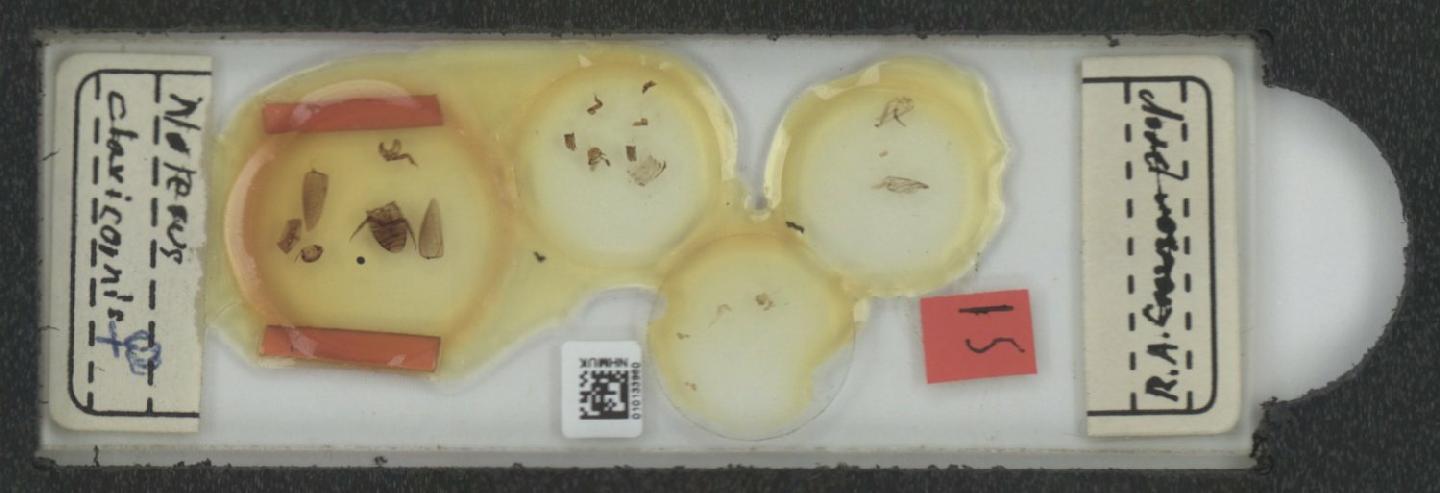 Noterus clavicornis thumbnail