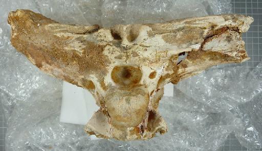 Elosuchus de Broin, 2002 - R 36974 Elosuchus posterior (a)