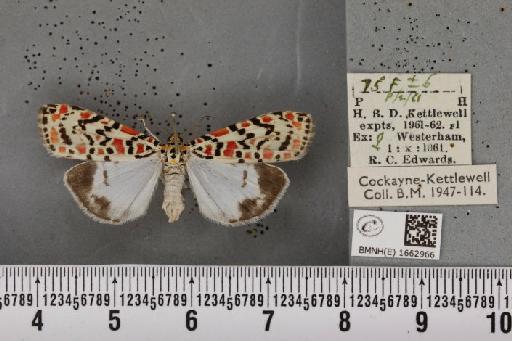 Utetheisa pulchella (Linnaeus, 1758) - BMNHE_1662966_283495