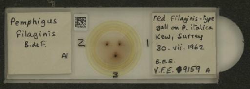 Pemphigus filaginis Fonscolombe, 1841 - 010125944_112912_1095555