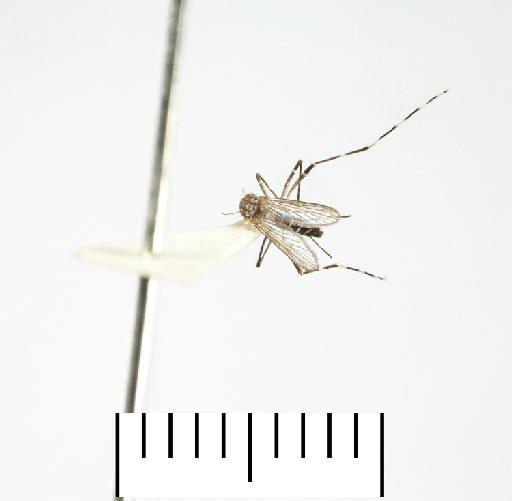 Aedes (Aedimorphus) vittatus (Bigot, 1861) - 20b