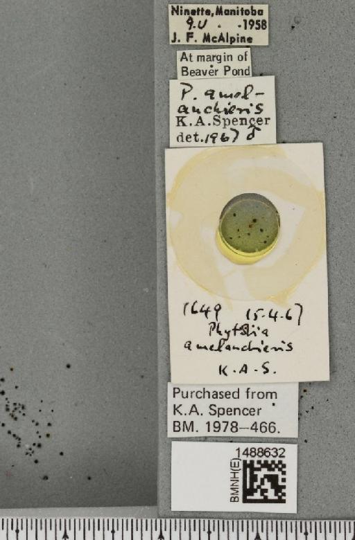 Phytobia amelanchieris (Greene, 1917) - BMNHE_1488632_label_52479
