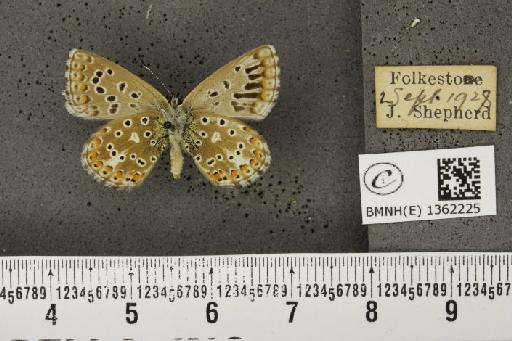 Lysandra bellargus ab. irregularis Tutt, 1909 - BMNHE_1362225_182050