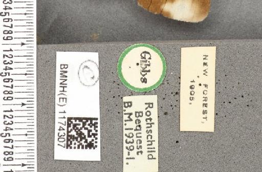 Maniola jurtina insularis ab. semialba Bruand, 1849 - BMNHE_1174307_label_39723