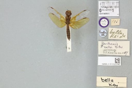 Perithemis bella Kirby, 1889 - 013322546_dorsal