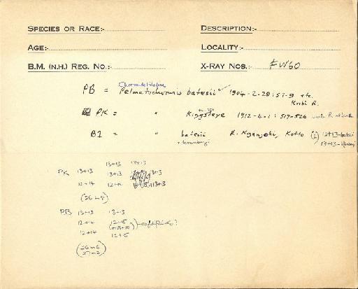 Chromidotilapia kingsleyae Boulenger, 1898 - BMNH 1912.4.1.517-525, Chromidotilapia kingsleyae envelope