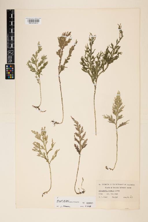 Selaginella banksii Alston - 014634555