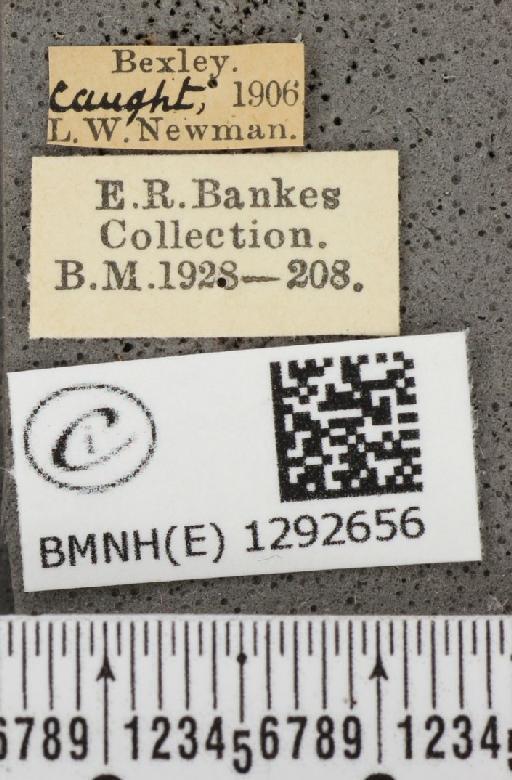 Lycaena phlaeas eleus (Fabricius, 1798) - BMNHE_1292656_label_129857