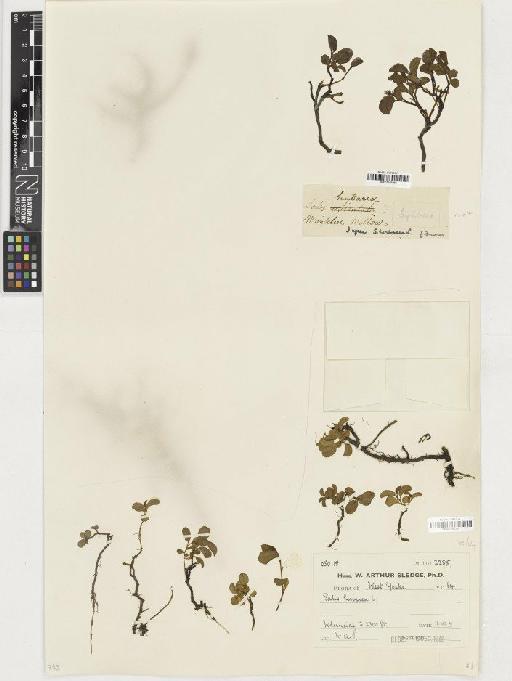 Salix herbacea L. - BM001165260