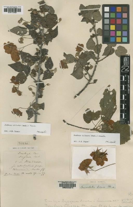 Dombeya tiliacea Planch. - BM001024324