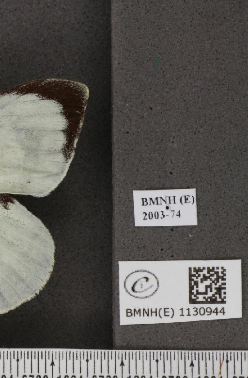 Pieris brassicae (Linnaeus, 1758) - BMNHE_1130944_label_87673