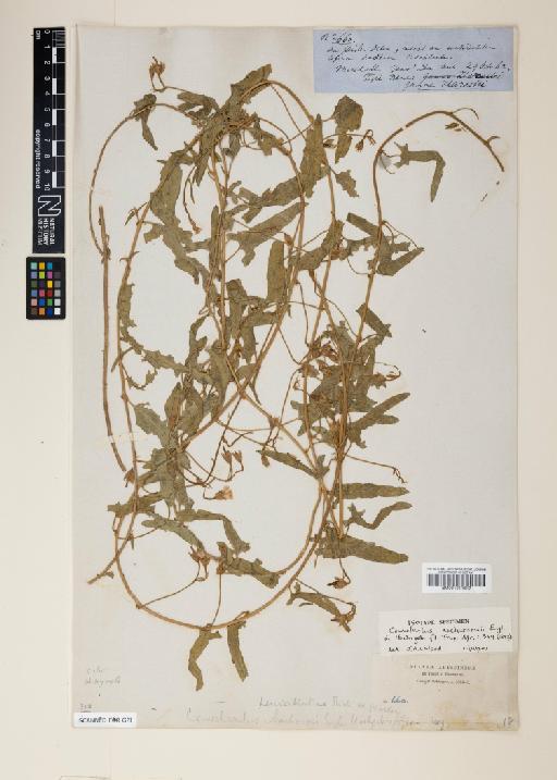 Convolvulus sagittatus var. aschersonii (Engl.) Verdc. - 001011617