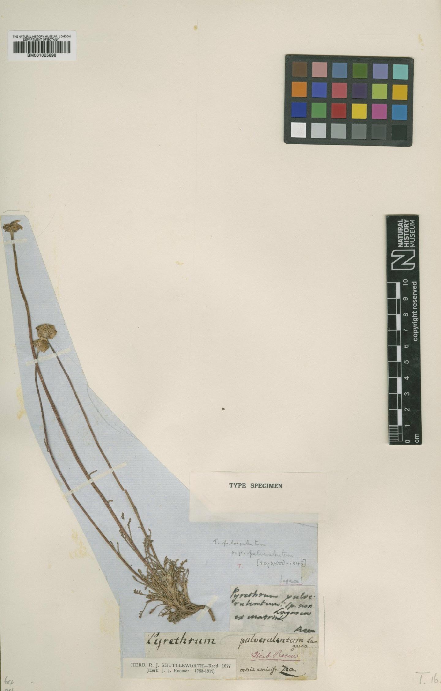 To NHMUK collection (Leucanthemopsis pulverulenta (Lag.) Heywood; Type; NHMUK:ecatalogue:1915586)
