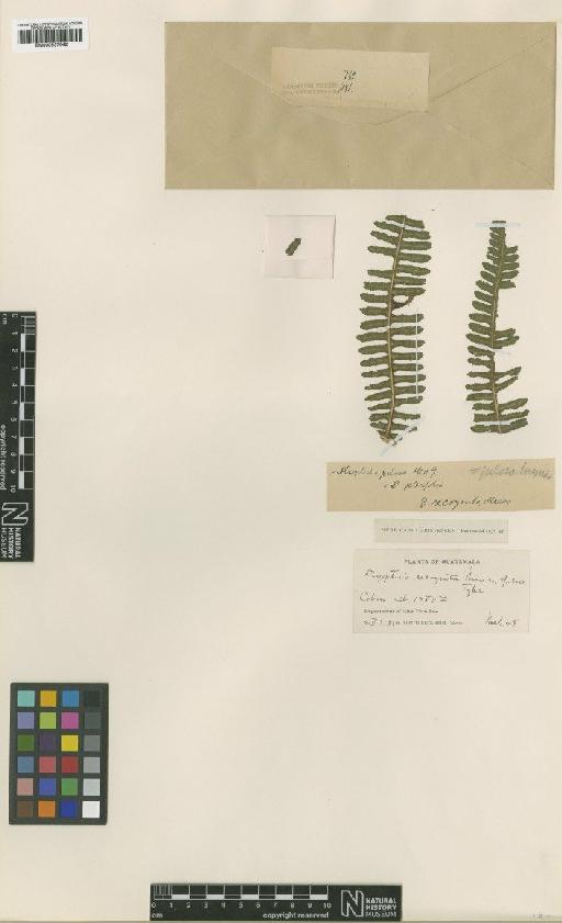 Amauropelta pilosohispida (Hook.) Pic.Serm. - BM000937642