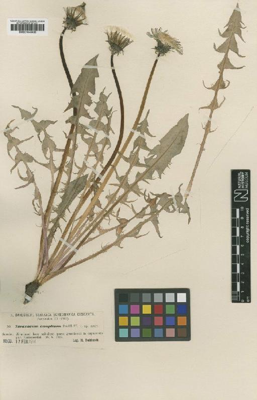 Taraxacum caespitans Dahlst - BM001043435