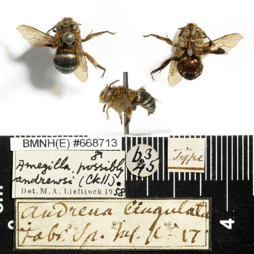 Amegilla andrewsi (Cockerell, 1910) - Andrena_cingulata-BMNH(E)#668713-type-male-habiti