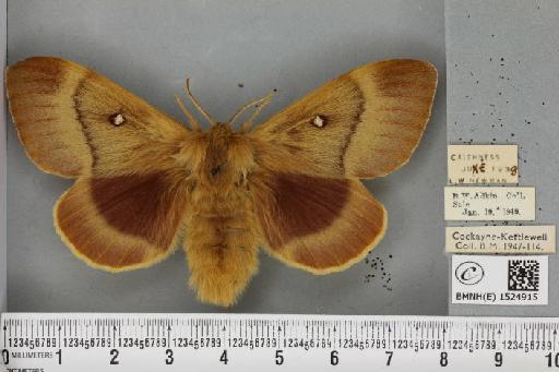 Lasiocampa quercus quercus ab. olivaceo-fasciata Cockerell, 1889 - BMNHE_1524915_193708