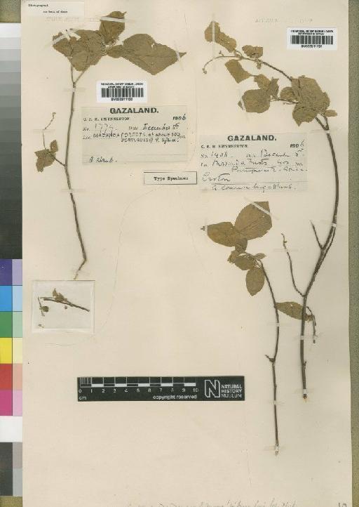 Croton madandensis Moore - BM000911131