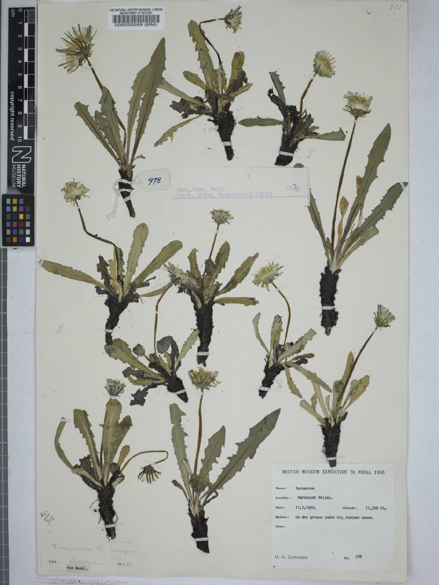 To NHMUK collection (Taraxacum nepalense Soest; NHMUK:ecatalogue:9148911)