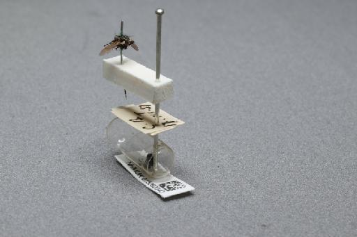 Sarcophaga (Myorhina) nigriventris Meigen, 1826 - 015092040_additional_2