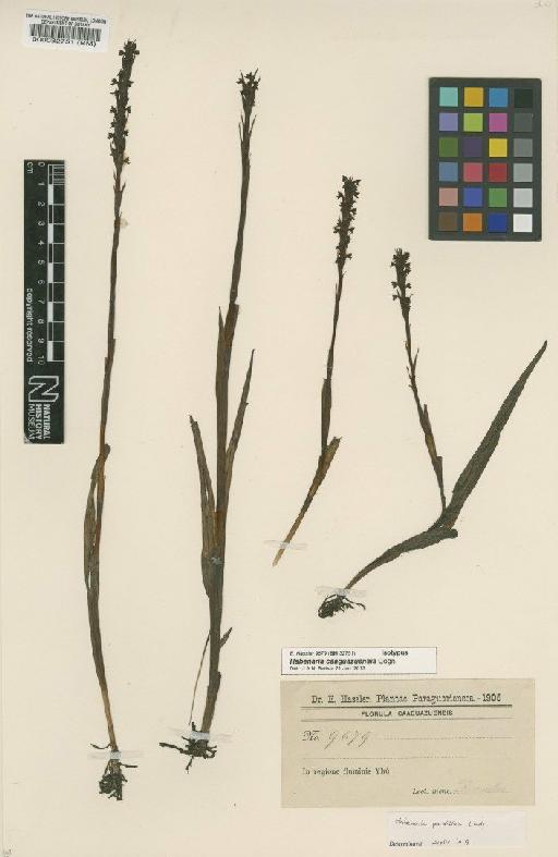 Habenaria parviflora Lindl. - BM000032751