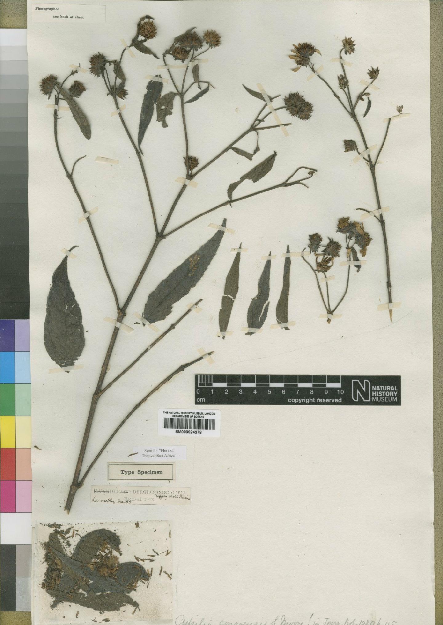 To NHMUK collection (Aspilia congoensis Moore; Type; NHMUK:ecatalogue:4529406)