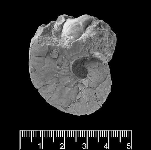 Prodeshayesites obseletus Casey - PI C 29531 Prodeshayesites obsoletus (a)