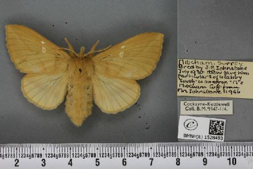 Euthrix potatoria ab. berolinensis Heyne, 1899 - BMNHE_1528493_197014