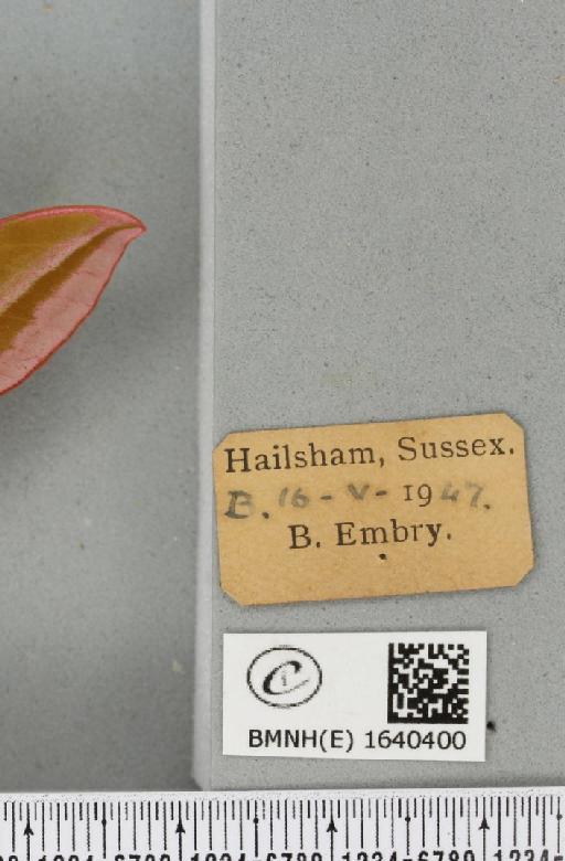 Deilephila elpenor (Linnaeus, 1758) - BMNHE_1640400_label_206514