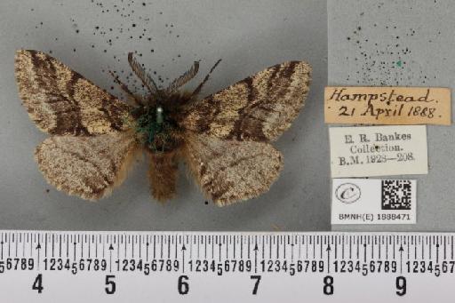 Lycia hirtaria ab. flavescens Prout, 1915 - BMNHE_1888471_457167