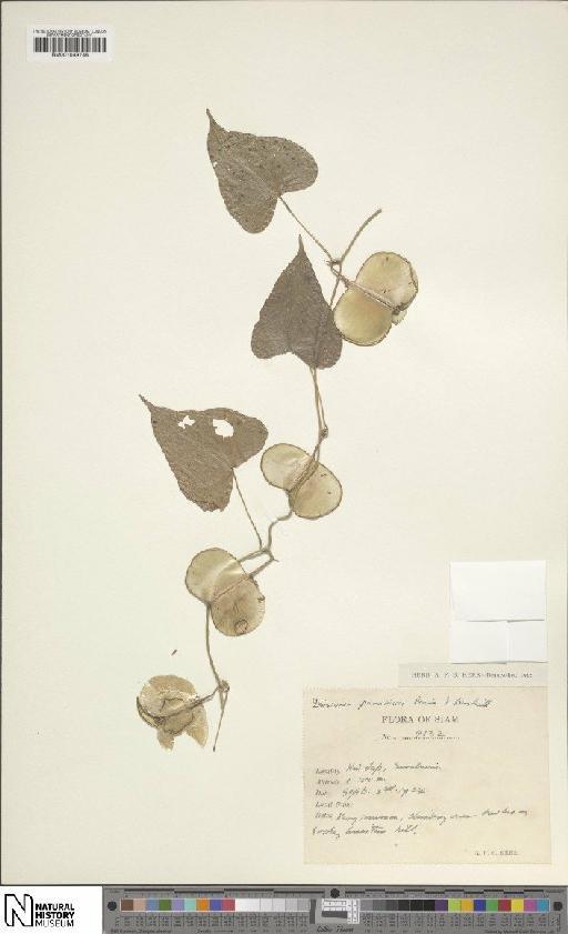 Dioscorea paradoxa Prain & Burkill - BM001049748