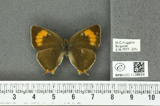 Thecla betulae (Linnaeus, 1758) - BMNHE_1138910_95350