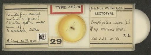 Periphyllus acericola Walker, 1848 - 010180750_112897_1095607