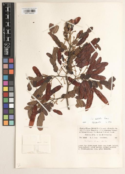 Dalbergia densa var. australis Prain - BM013405360