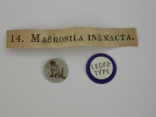 Dolbina inexacta (Walker, 1856) - Dolbina inexacta Walker 1856 BMNH(E) 986573 upperside label