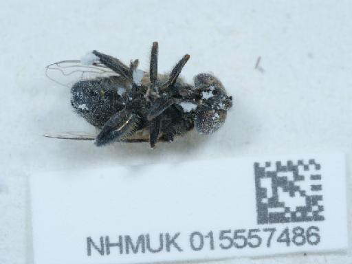 Eristalinus (Eristalinus) sepulchralis (Linnaeus, 1758) - 015557486_2