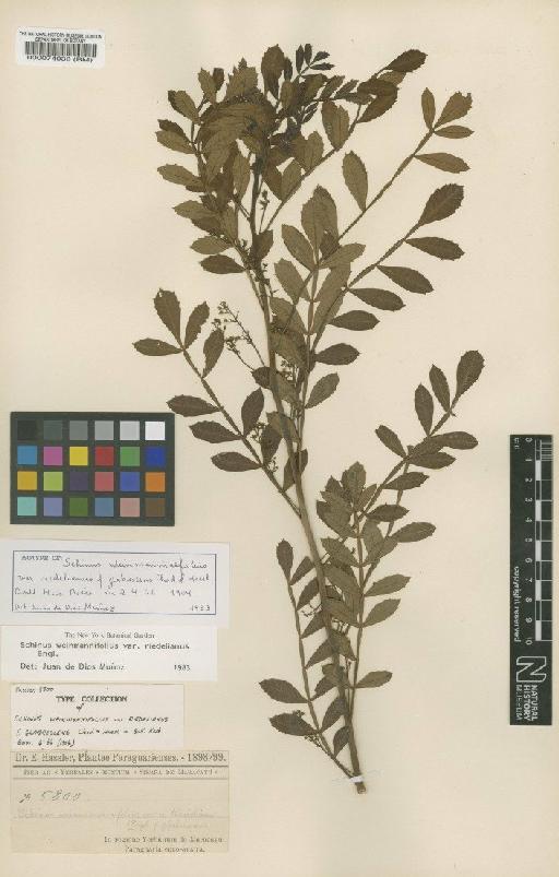 Schinus weinmannifolia var. riedeliana Engl. - BM000074033