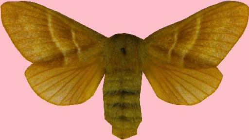 Macrothylacia rubi (Linnaeus, 1758) - BMNH(E)_1525493