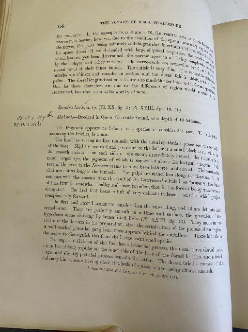 Polynoella laevisetosa McIntosh, 1885 - Challenger Polychaete Scans of Book 88