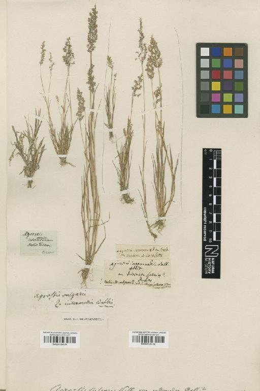 Agrostis intermedia Balb. - BM001134129