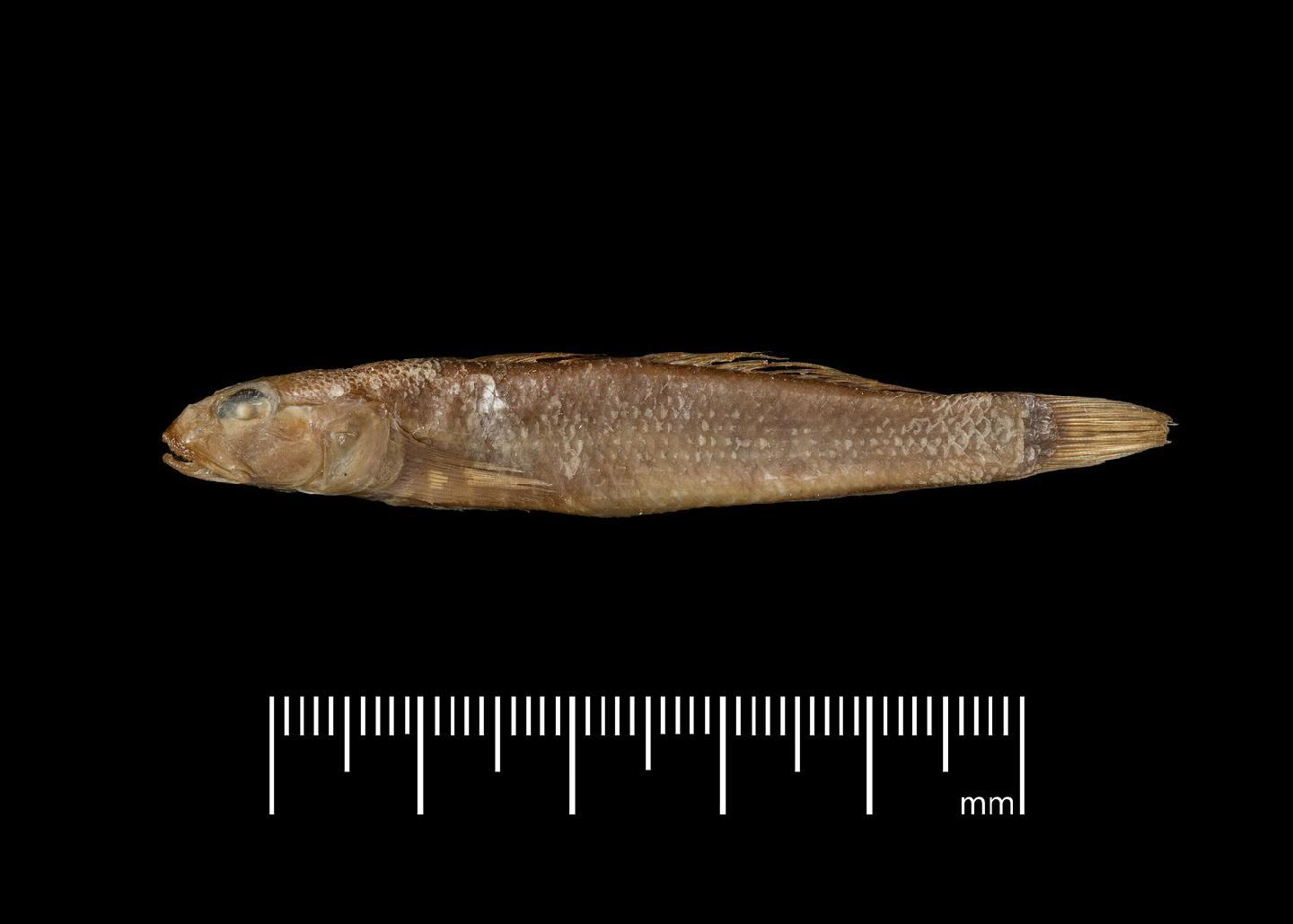 To NHMUK collection (Euctenogobius strigatus O'Shaughnessy, 1875; HOLOTYPE; NHMUK:ecatalogue:3103145)