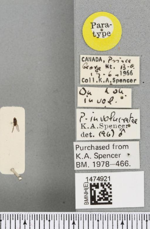 Chromatomyia involucratae (Spencer, 1969) - BMNHE_1474921_label_48420