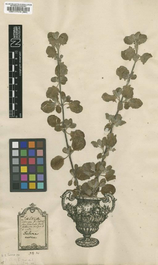 Salvia aurea L. - BM000557606