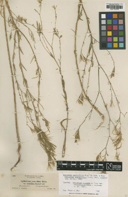 Epilobium paniculatum Nutt. ex Torr. & A.Gray - BM001024279