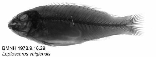 Leptoscarus vaigiensis (Quoy & Gaimard, 1824) - BMNH 1978.9.16.29, Leptoscarus vaigiensis, Radiograph